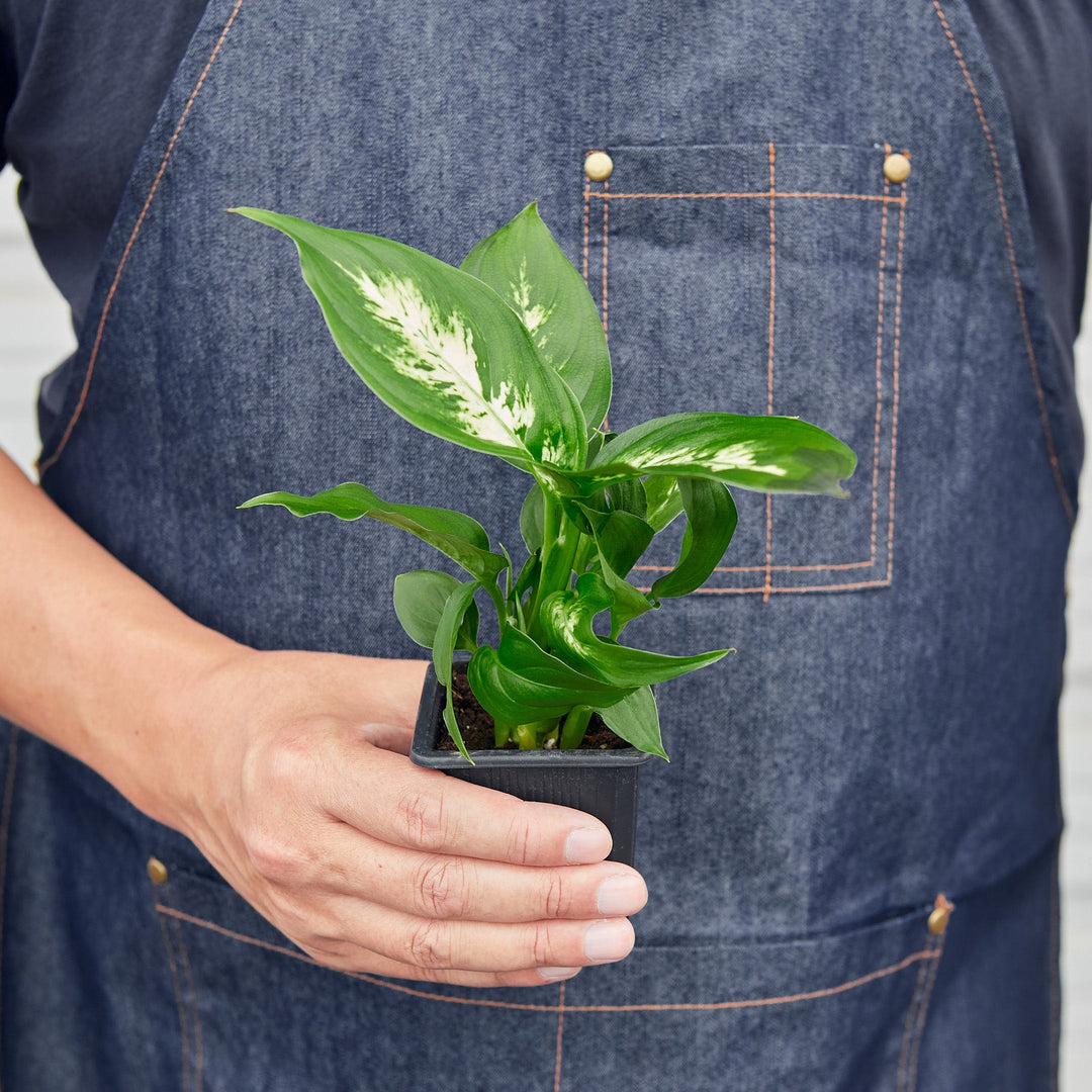 dieffenbachia camille size Dieffenbachia Camille