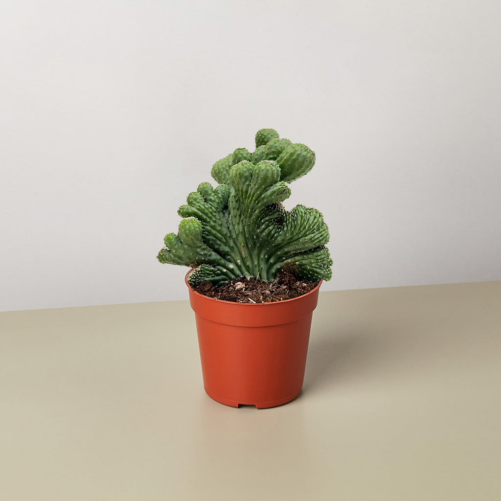 House Plant Shop Cereus Succulent - Thumbnail 3