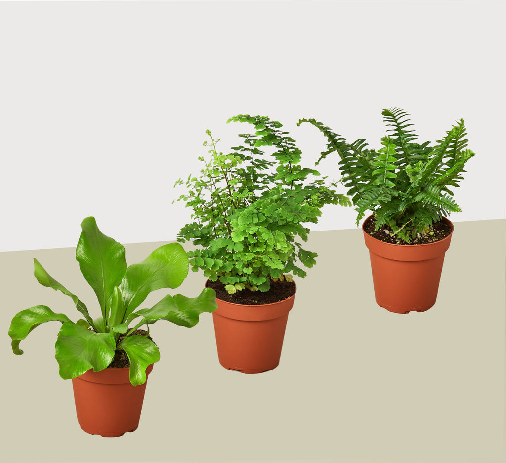 house plants by mail order 3 Fern Variety Pack - Live Plants - FREE Care Guide - 4" Pot