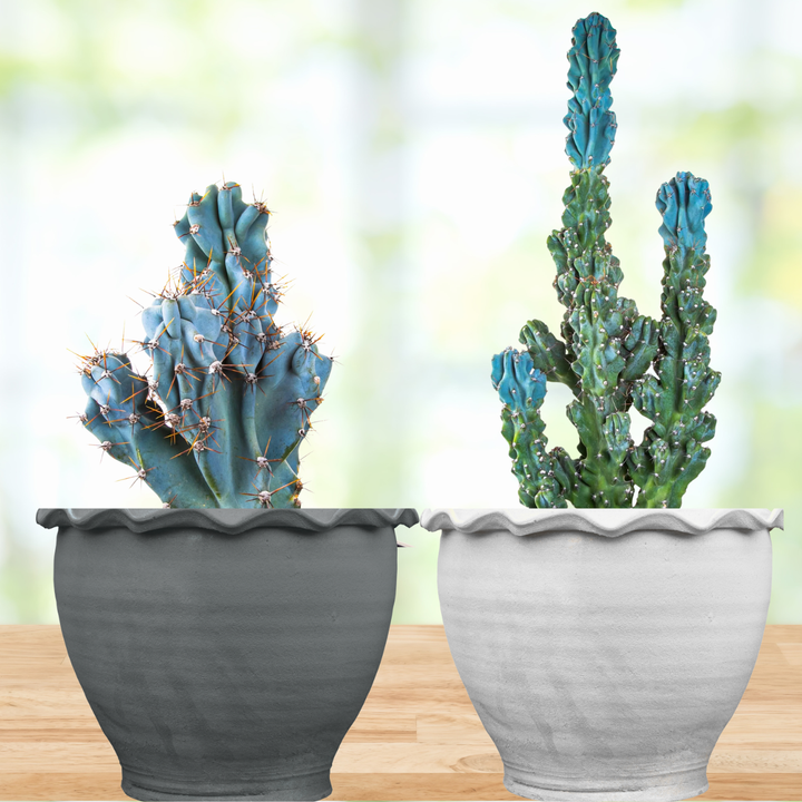 Curiosity Cactus | The American Gringo
