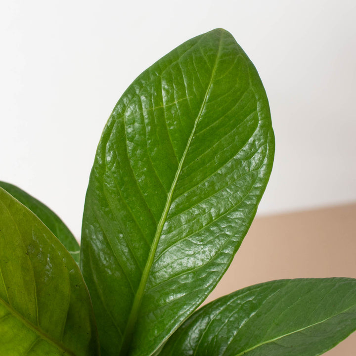 anthurium plant price philippines Anthurium 'Cobra'