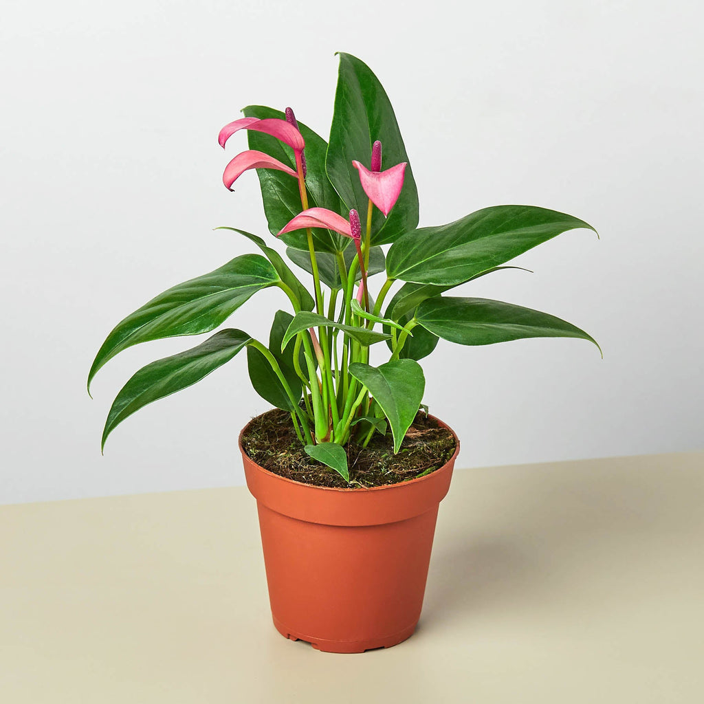 House Plant Shop Anthurium - Thumbnail 3