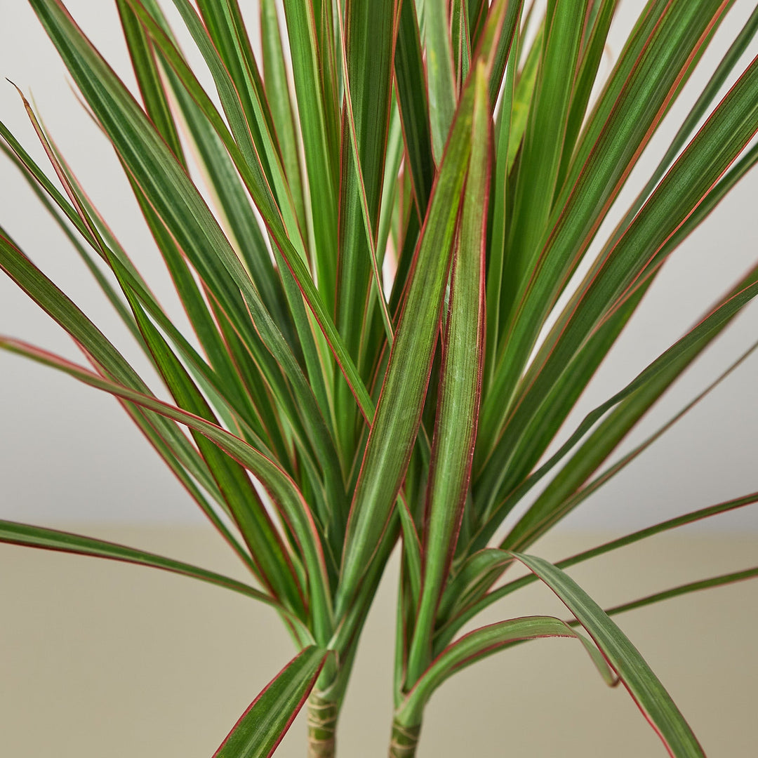 dracaena red edge The Snobby Leaf | Dracaena 'Red Margined' - 4 inch Pot