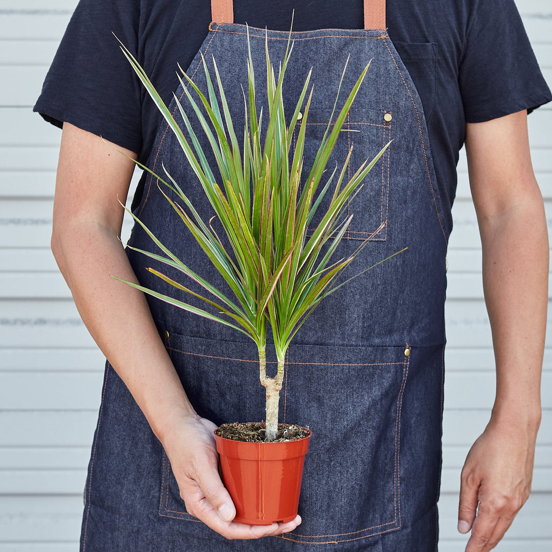 straight margined dracaena Dracaena 'Red Margined'