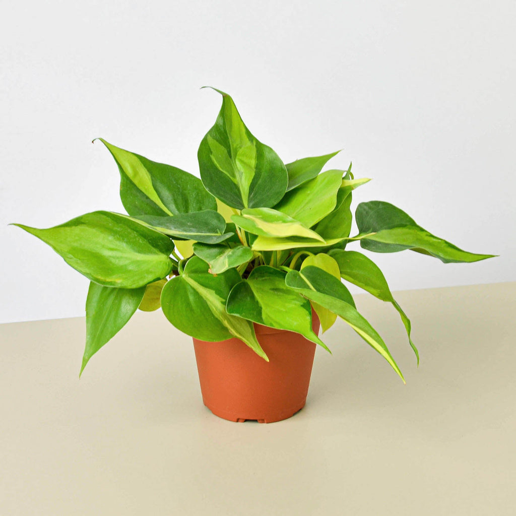 House Plant Shop Philodendron Brasil - Thumbnail 5