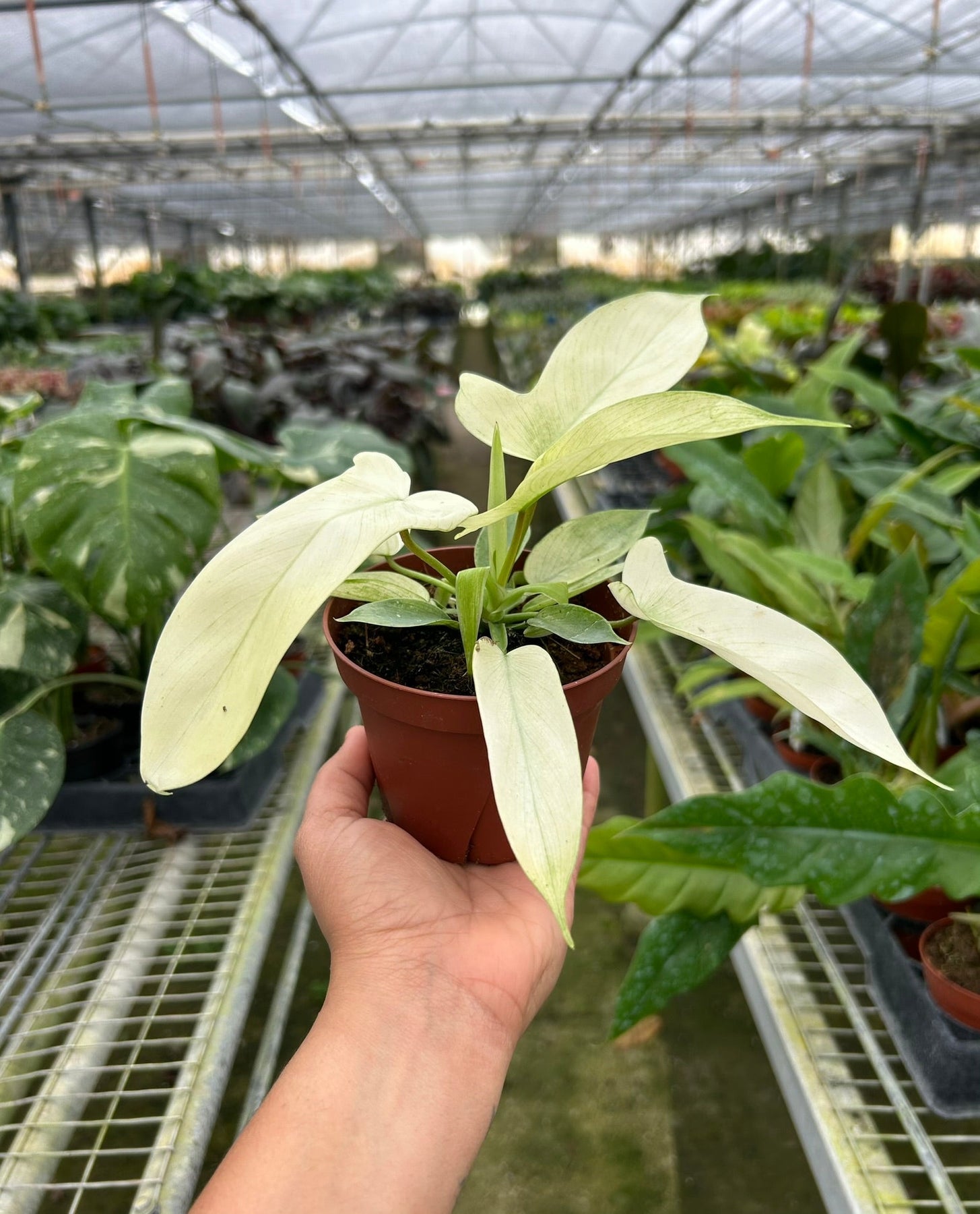 philodendron florida ghost kaufen Philodendron Florida Ghost