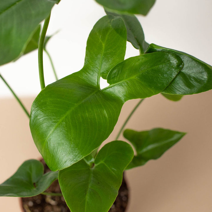 philodendron goeldii price Philodendron 'Goeldii'