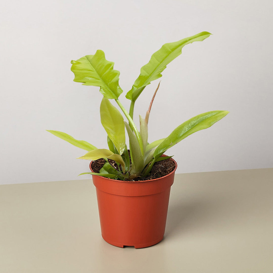 philodendron crocodile Philodendron 'Golden Crocodile'