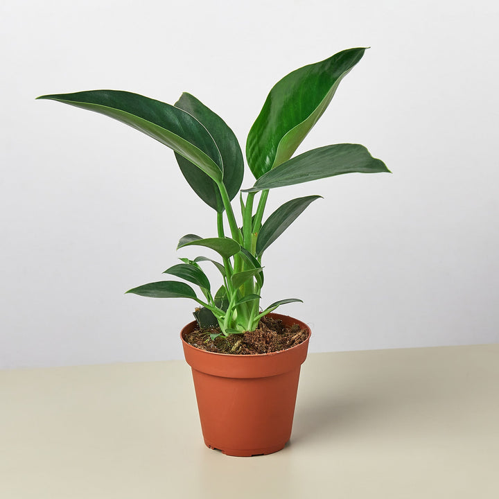 philodendron green congo price Philodendron 'Congo Green'
