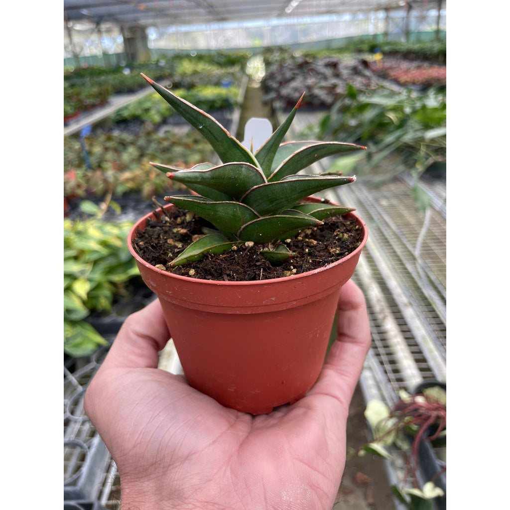 House Plant Shop Snake Lavranos - Thumbnail 3