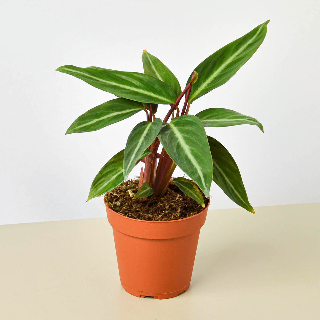 House Plant Shop Stromanthe Sanguinea - Thumbnail 5