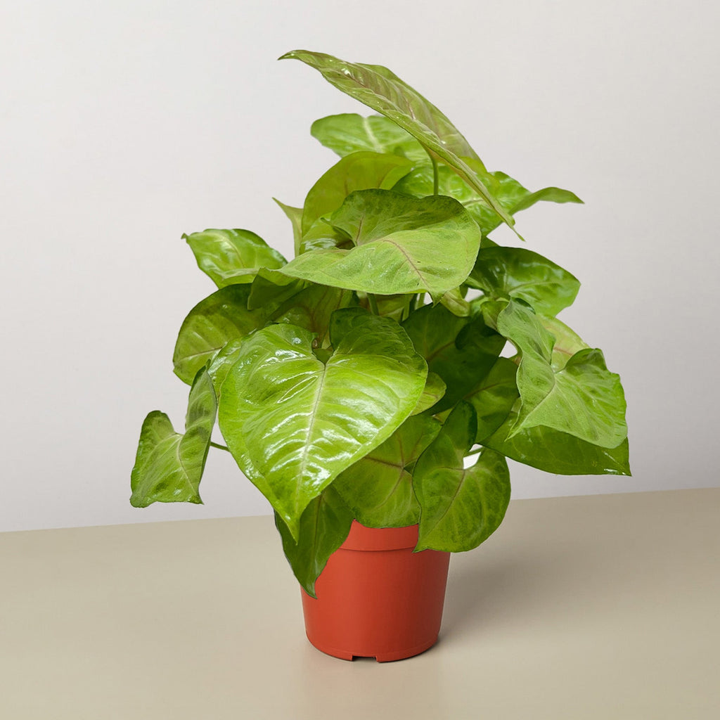 House Plant Shop Syngonium Cream Allusion