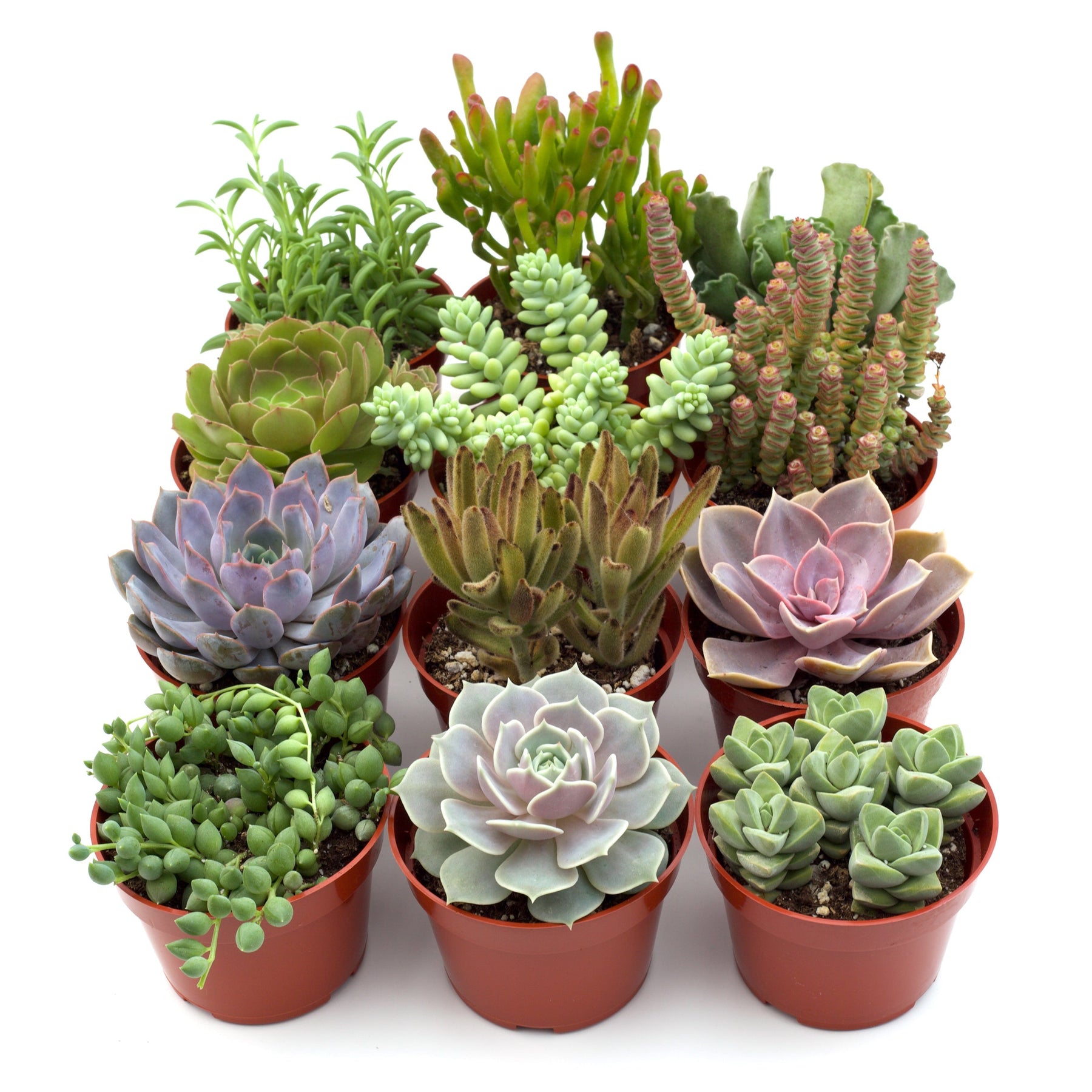 american plant succulents Assorted Succulent Variety