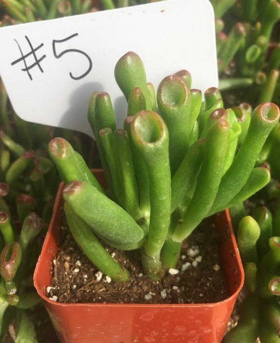 icy fingers succulent 5 Crassula ET Fingers