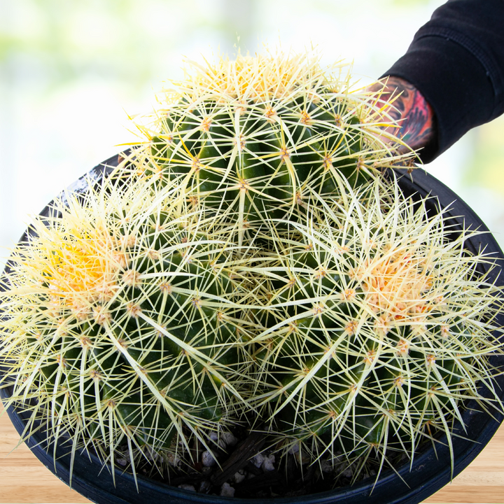 globe cactus Golden Barrel Cactus