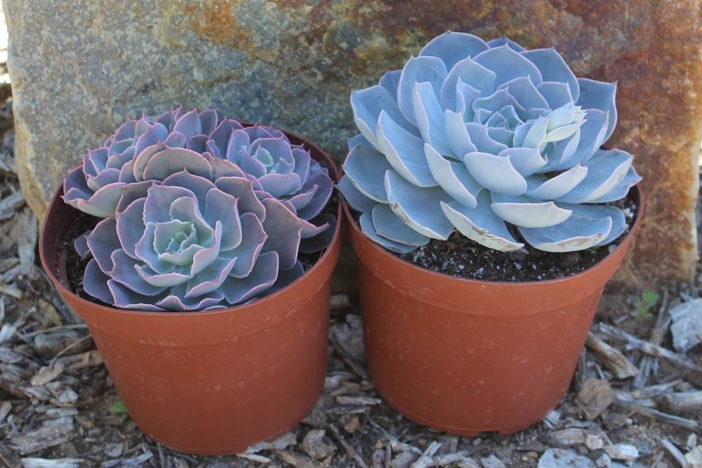 succulent six 6