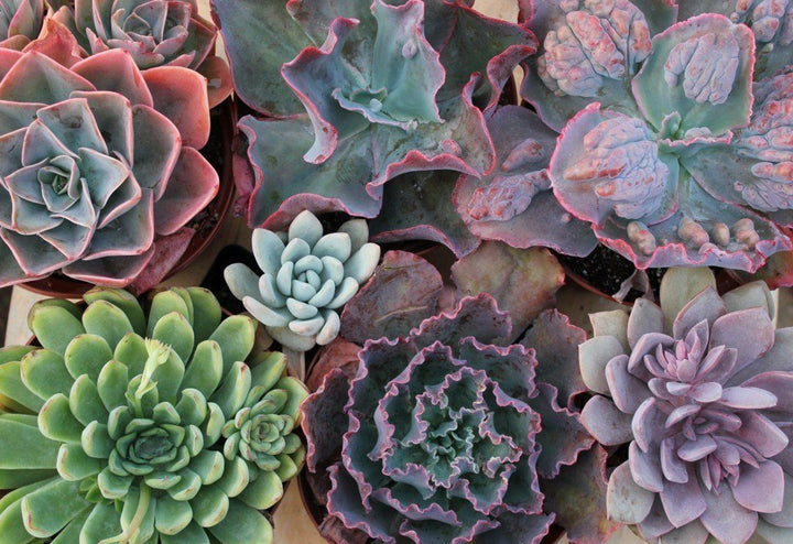 succulent six 6" Echeveria Succulent