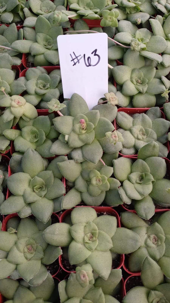 orbicularis succulent 63 Crassula orbicularis