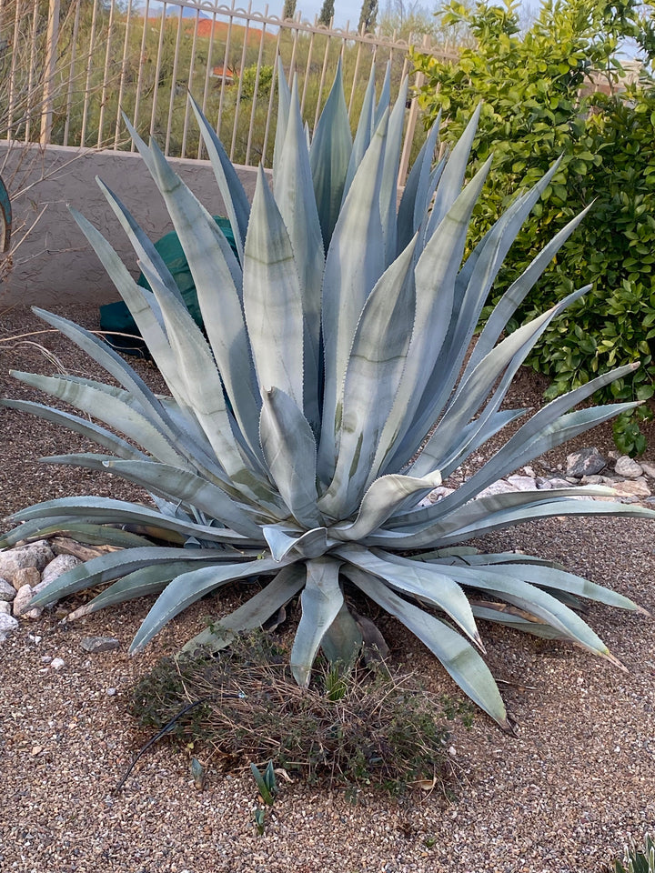 Agave Americana franzosinii フランゾシニー #21 Agave Franzosinii | The American Gringo