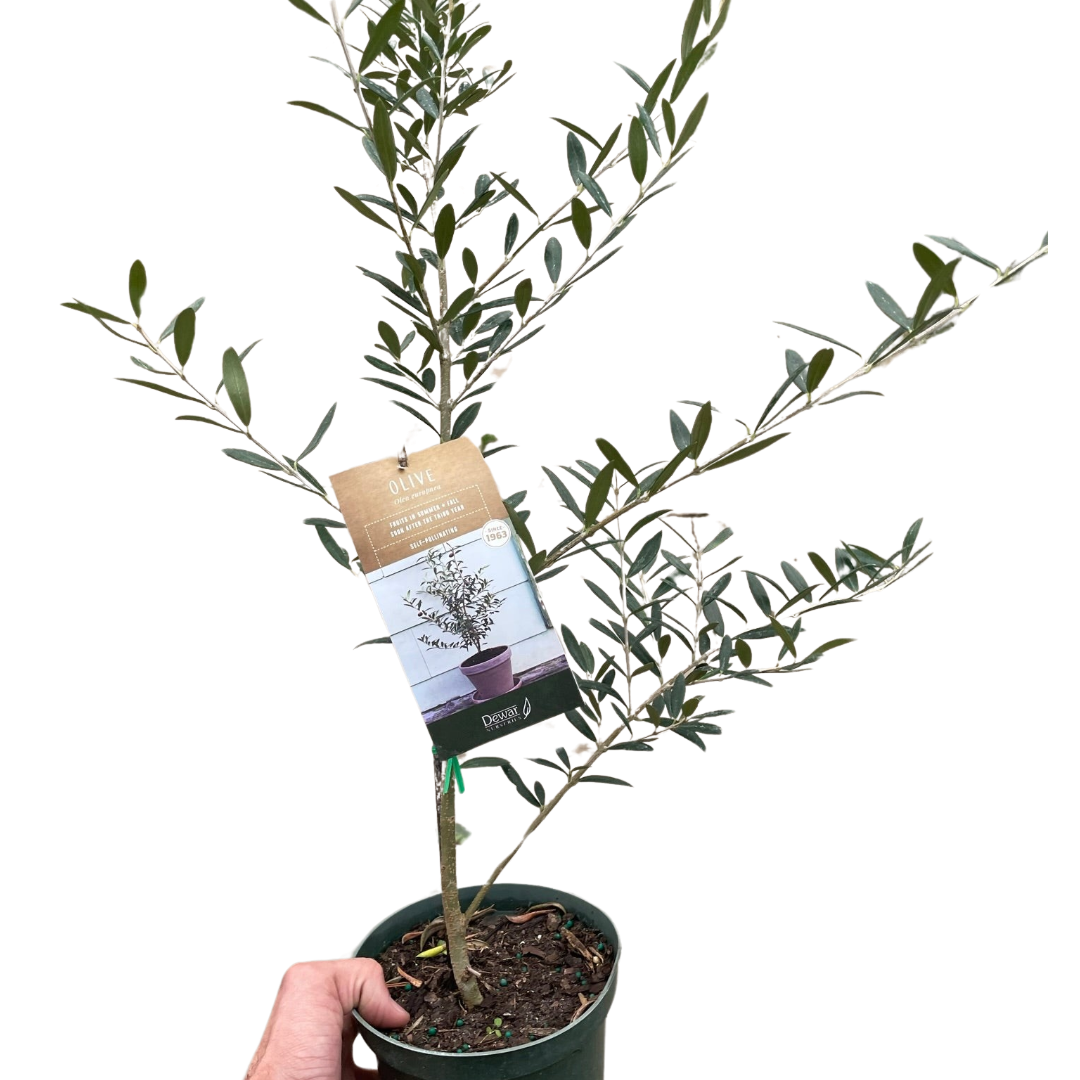 Gringo Tree Common Olive Tree (Olea europaea) | The American Gringo