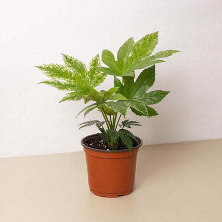 spider's web plant Fatsia 'Spider's Web'