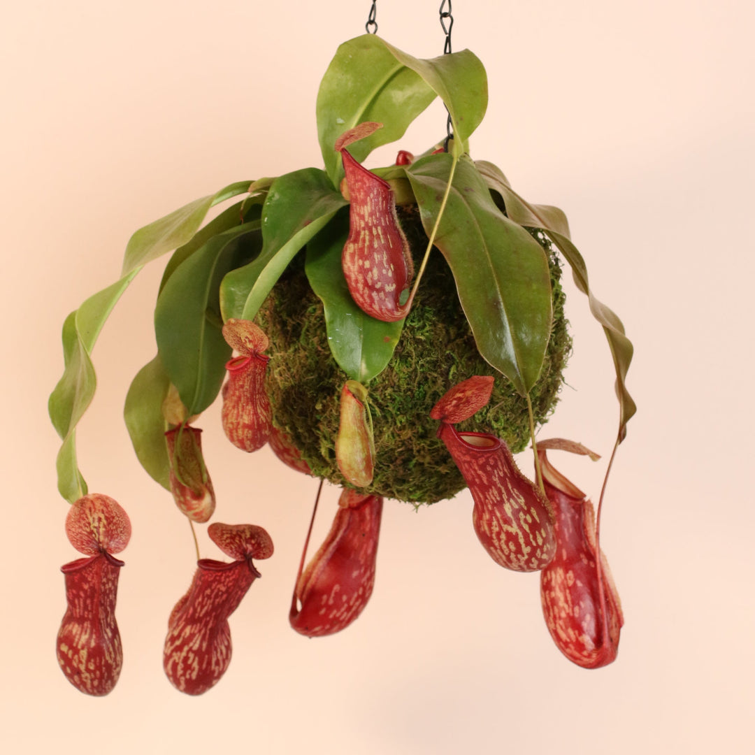 pitcher plant hanging basket Tropical Pitcher Plant Nepenthes Gaya Carnivorous