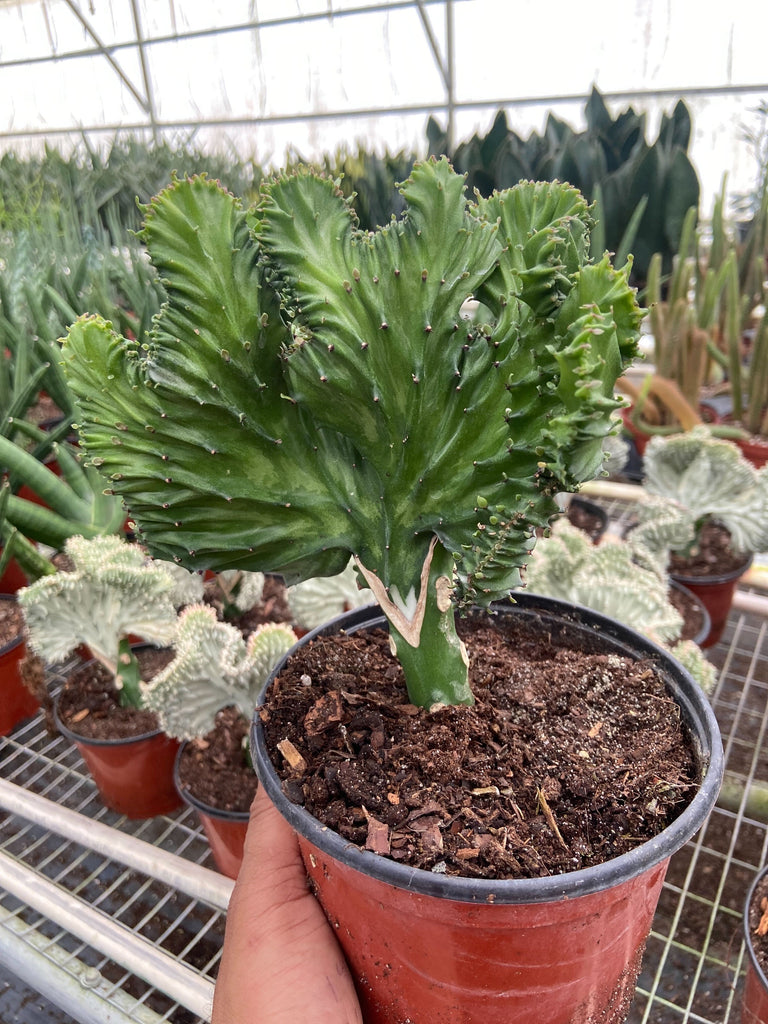 House Plant Shop Euphorbia Lactea Mermaid Tail