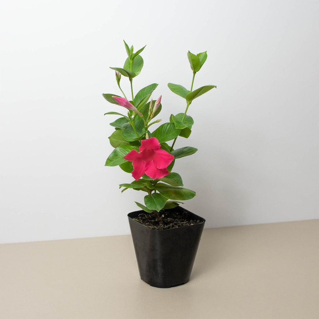 Dipladenia Premier Hot Pink - Thumbnail 4