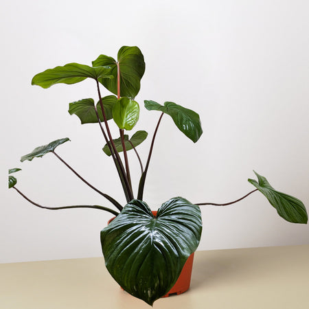 philodendron homalomena emerald gem Homalomena 'Emerald Gem' 4