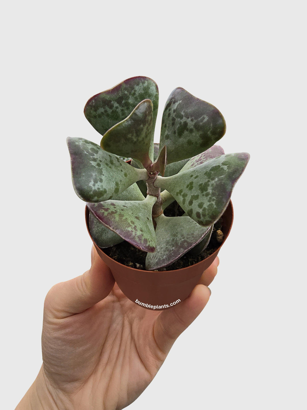 calico hearts succulent Calico Hearts Succulent
