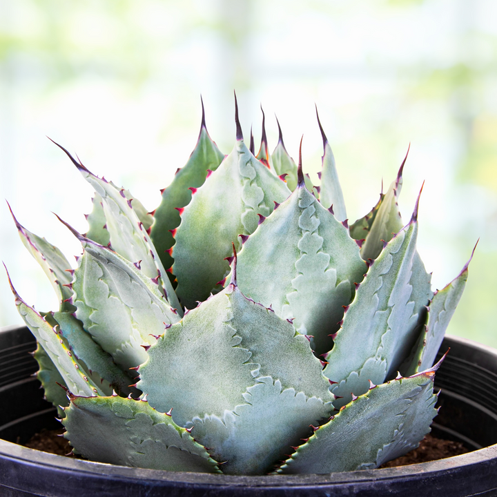 Agave Parryi Huachucensis | The American Gringo