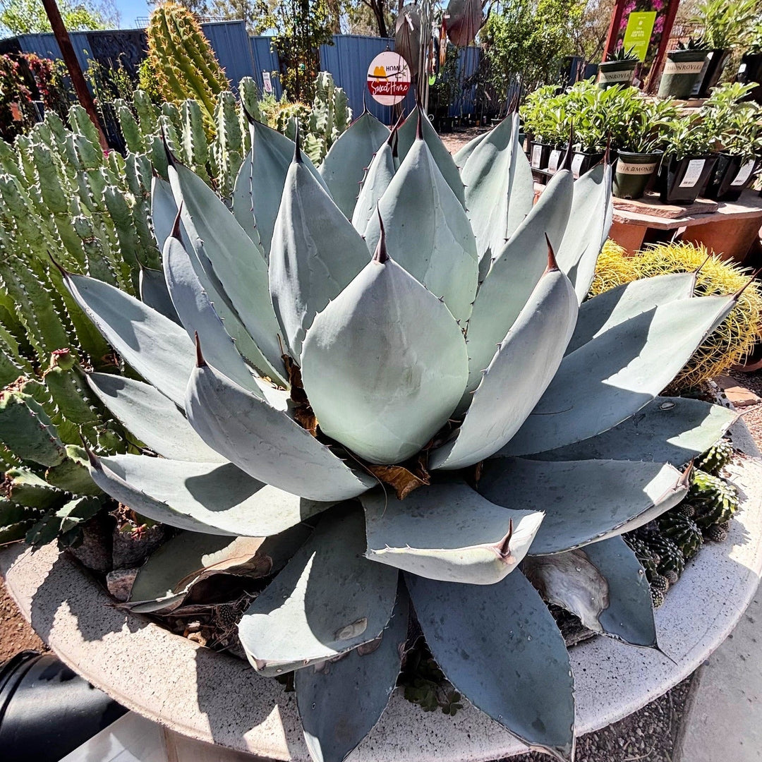 Agave Parryi Truncata | The American Gringo
