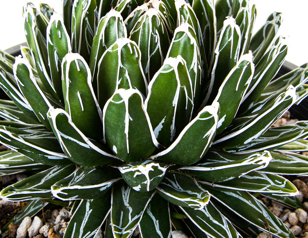 agave victoria Queen Victoria Agave