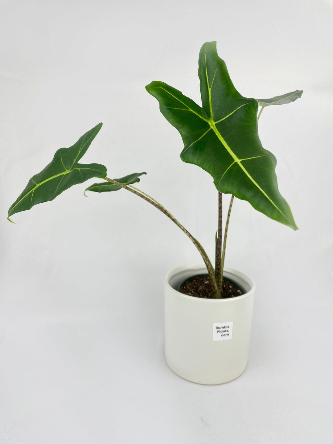Alocasia Zebrina Hybrid 