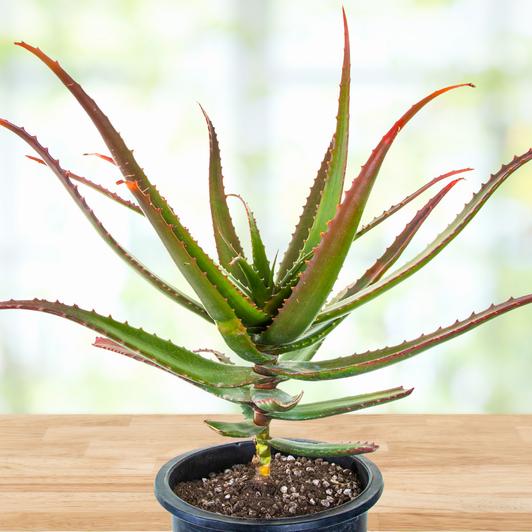 Aloe Cameronii