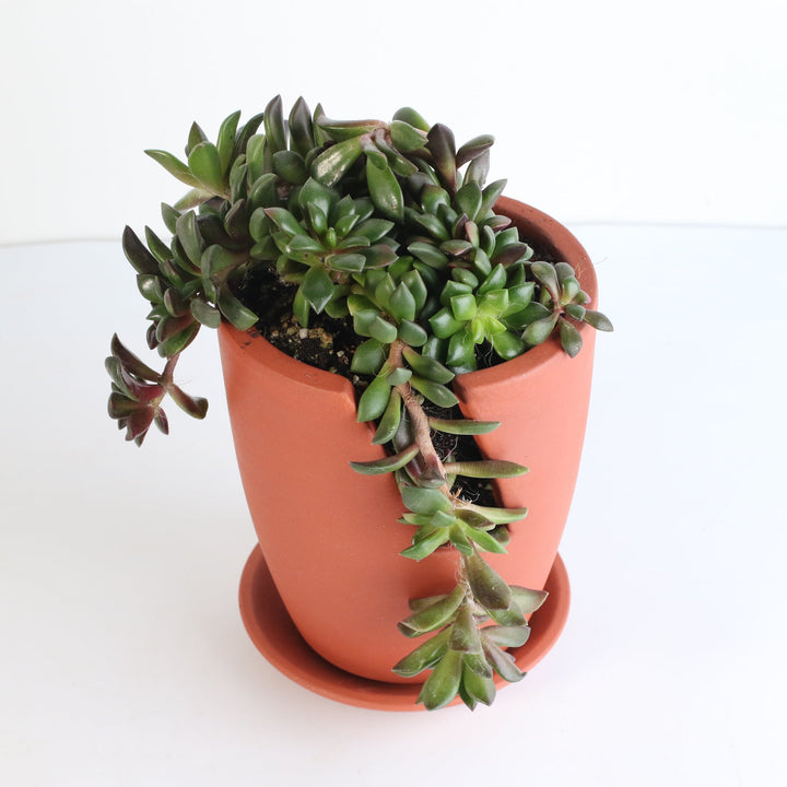 succulent rainbow Aurora Rainbow Sand Rose Succulent Nia Slit Terracotta 4.5"