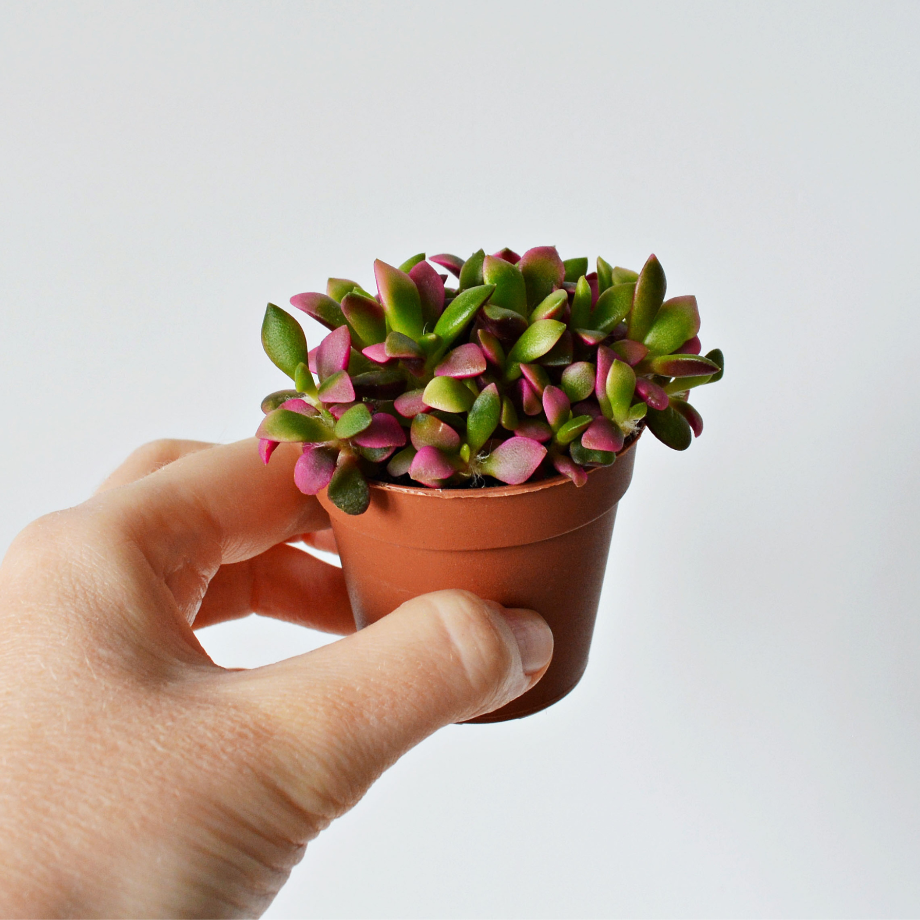 rainbow sand rose succulent Aurora Rainbow Sand Rose Succulent