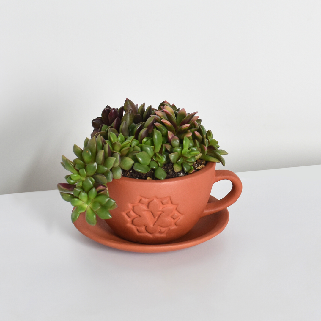 aurora succulent Aurora Rainbow Sand Rose Succulent Lyfe Terracotta Planter 4"