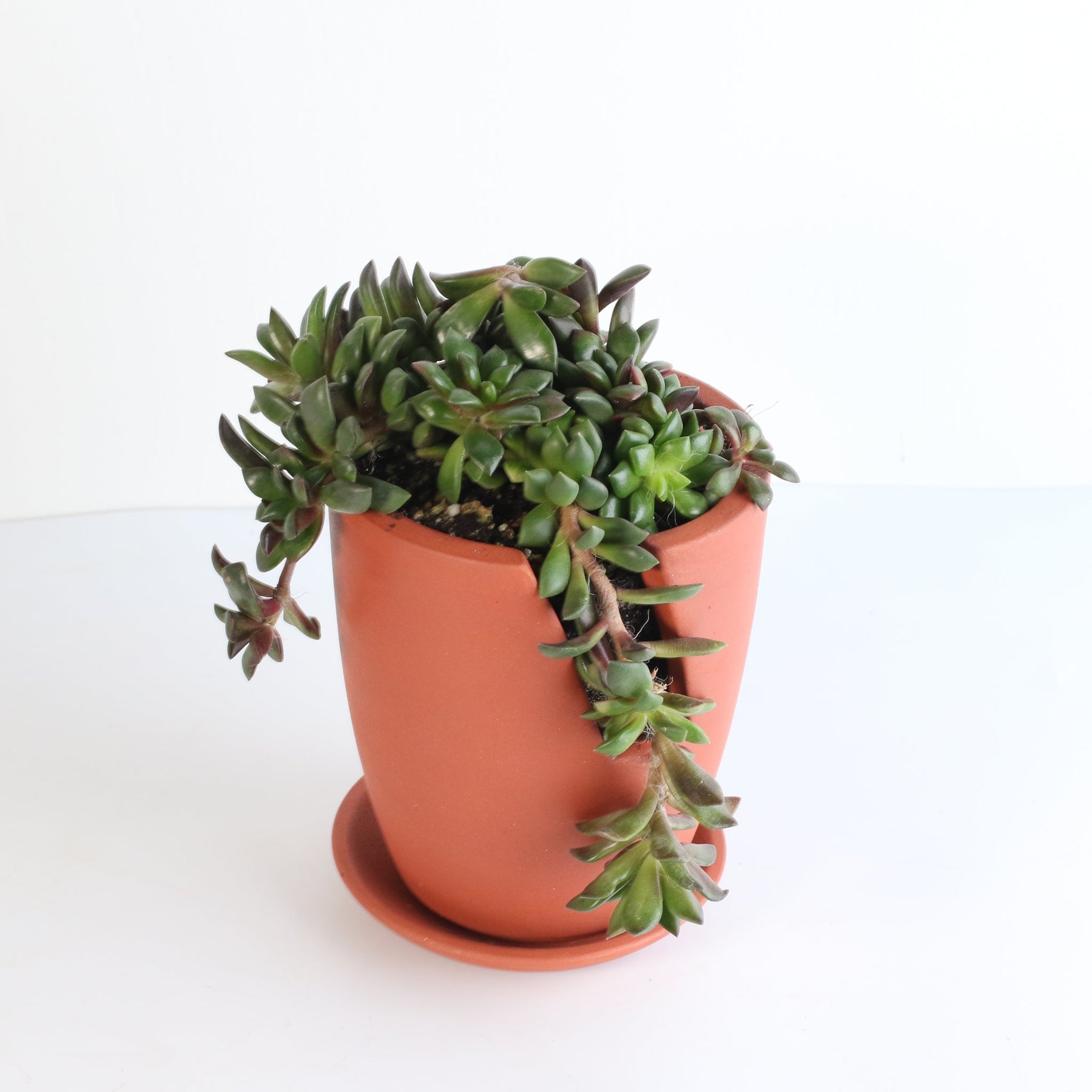 sand rose succulent Aurora Rainbow Sand Rose Succulent Nia Slit Terracotta 4.5"