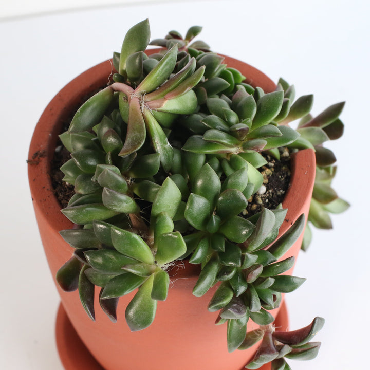 rainbow sand rose succulent Aurora Rainbow Sand Rose Succulent Nia Slit Terracotta 4.5"