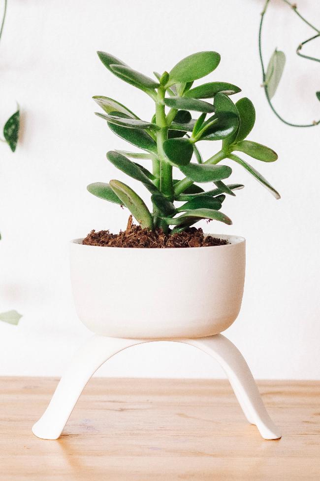 raised plant pot indoor High Rise, Shallow Planters: Large (4.5")