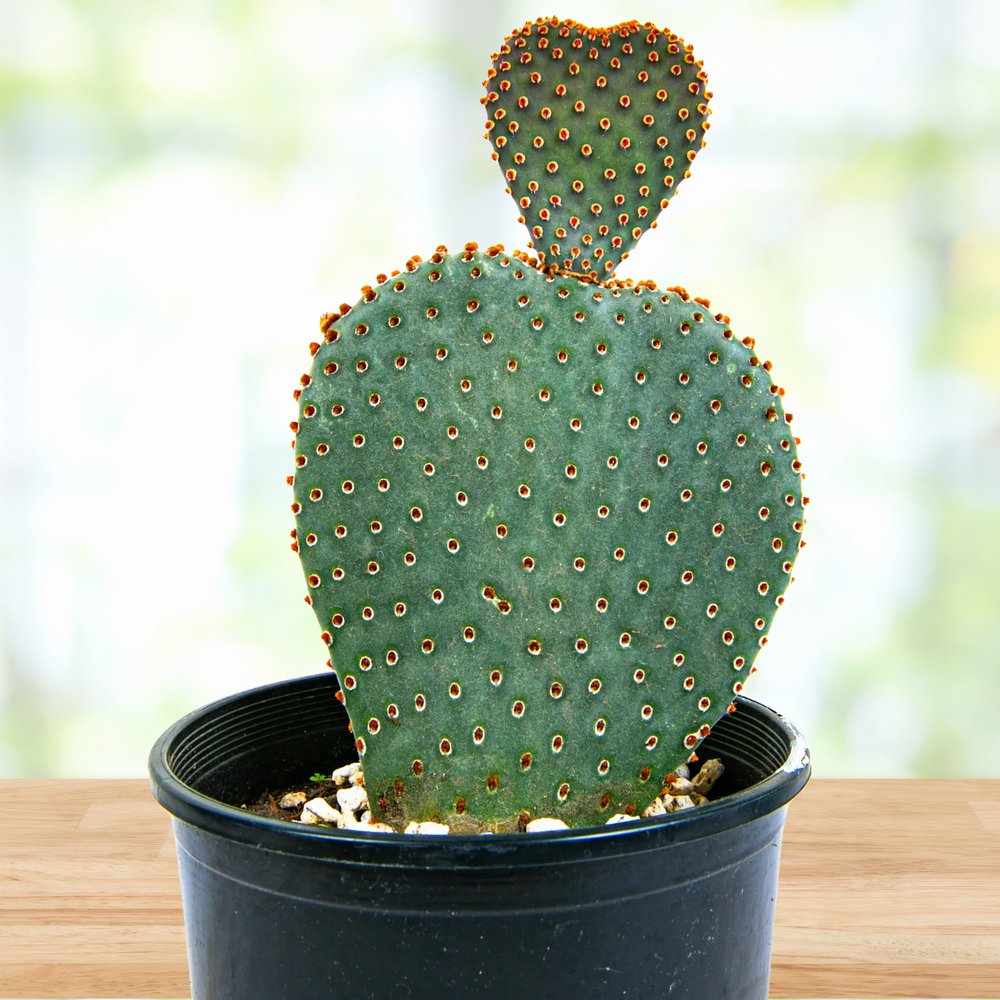 Shop The Cactus Outlet PLANTS FOR YOUR CASA at The American Gringo