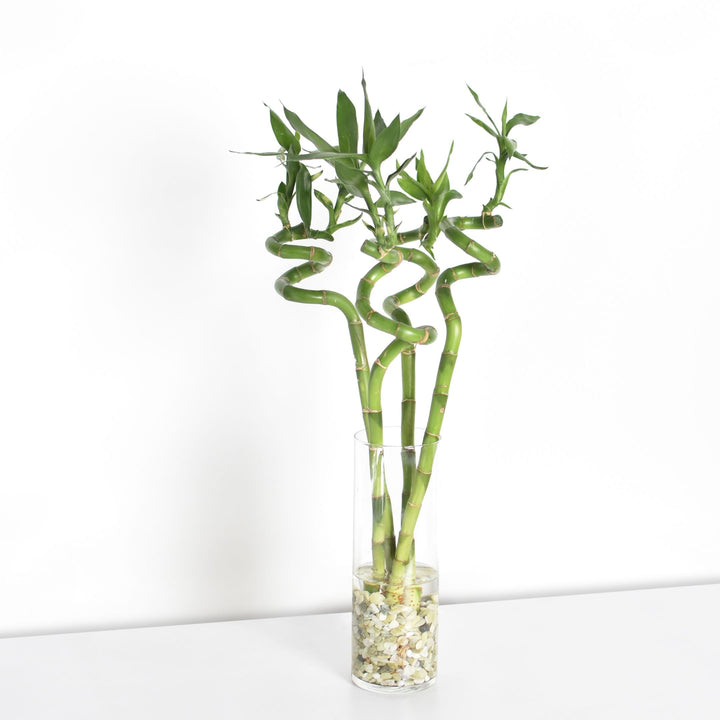 Lucky Bamboo Twists Water Plant MEDIUM XL Bundle (4 Stalks, Vase & Rocks)