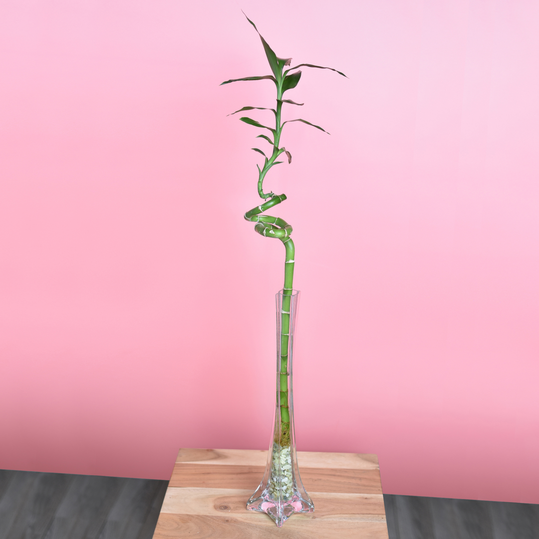 lucky bamboo in water vase Lucky Bamboo Twists Water Plant MEDIUM