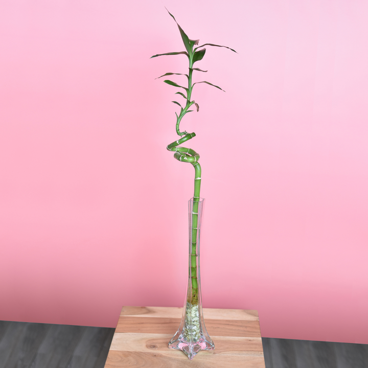 lucky bamboo water Lucky Bamboo Twists Water Plant MEDIUM