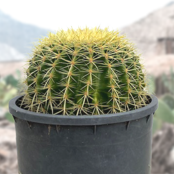 golden barrel succulent Golden Barrel Cactus 10 Gal Cluster