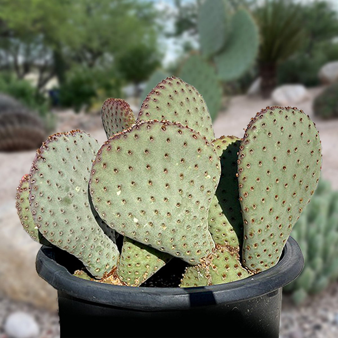 hugs cactus O'Berry's Succulents - Cactus Hug main image 1