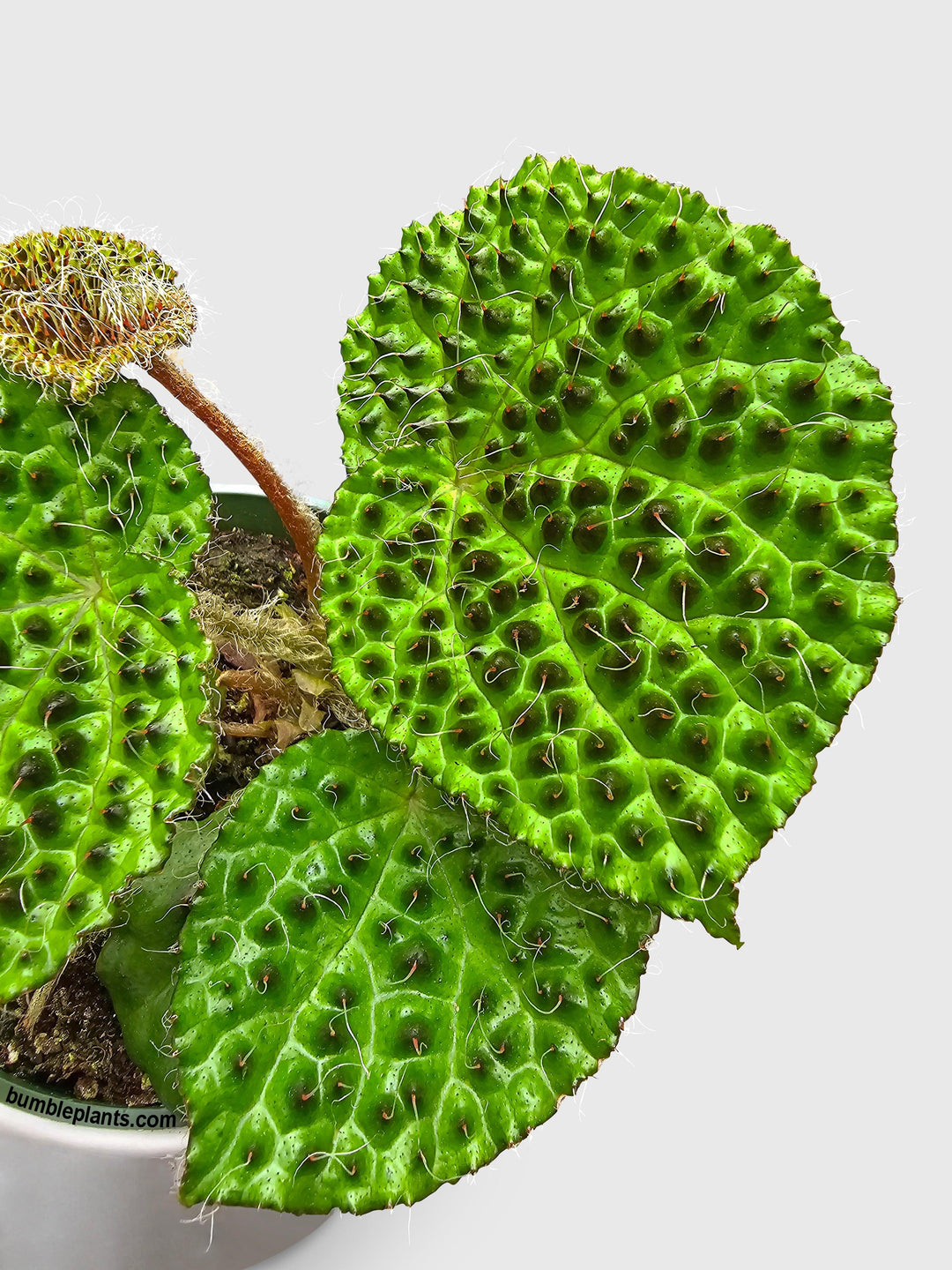 bestlla melanotan BEGONIA MELANOBULLATA ~ I'm so obsessed with the texture of this plant. It is SO COOL. I'm still not too good at growing these crawling type of Begonia, I can't seem to Begonia Melanobullata | The American