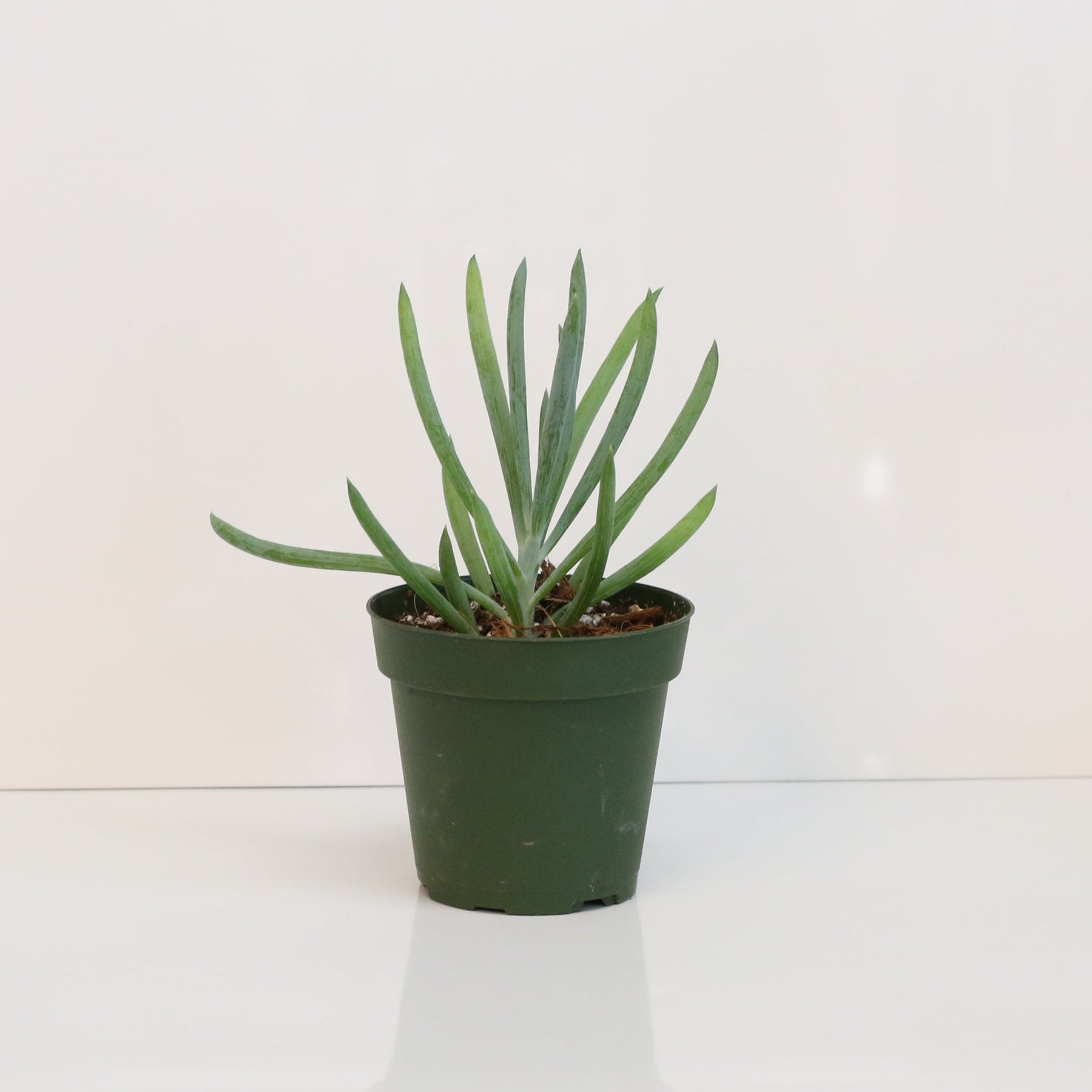 blue chalk sticks succulent Blue Chalksticks Succulent Valentina 5"