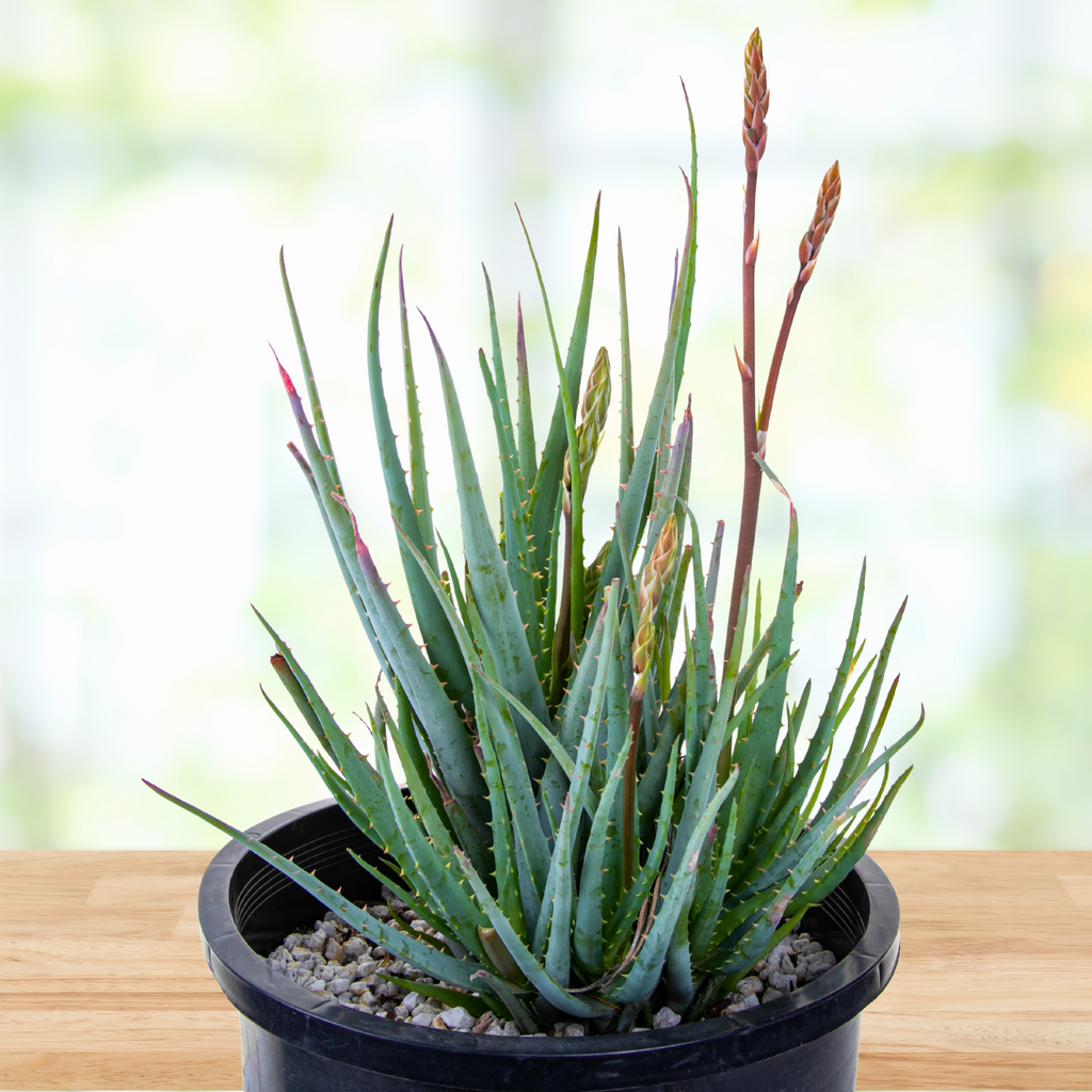 blue aloe vera plant Aloe Blue Elf